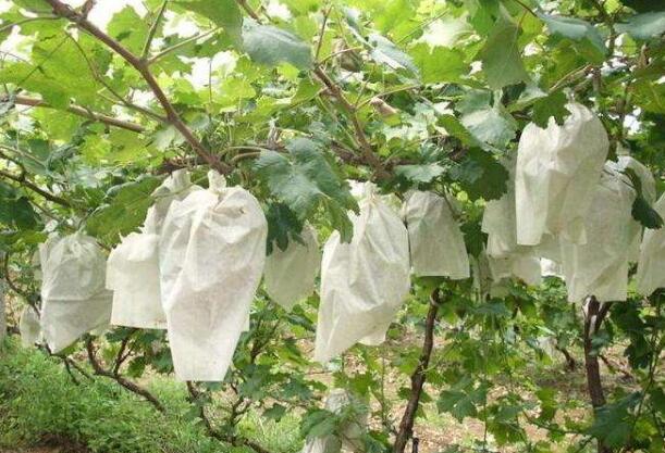 育果袋無(wú)紡布