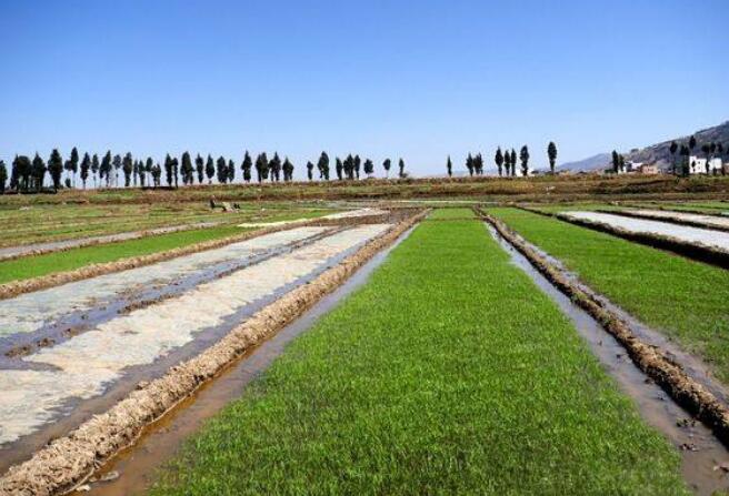 水稻無(wú)紡布農(nóng)田